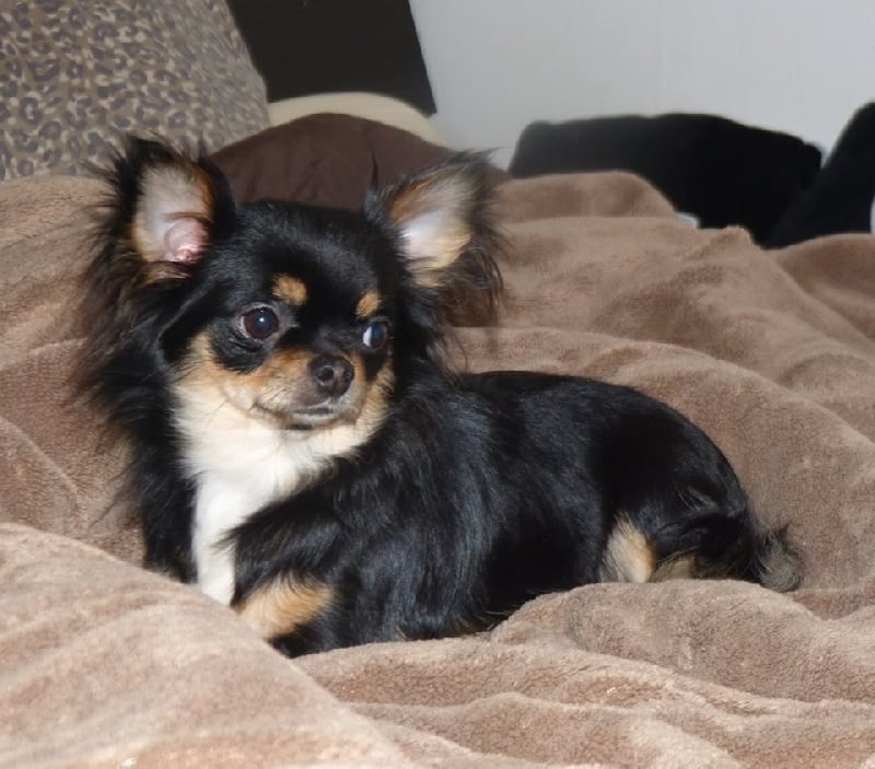 Laurette Du clos des bleuettes