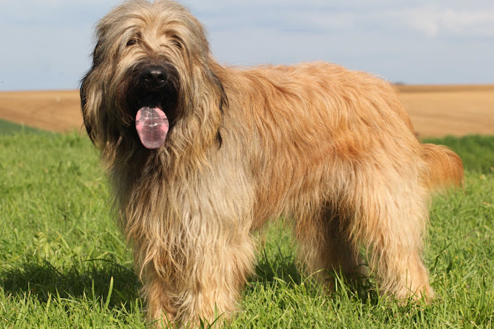 Publication : de Norimatys