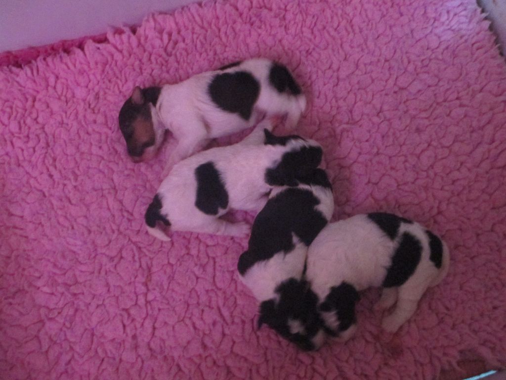 Platemare - Fox Terrier Poil Dur - Portée née le 11/08/2017