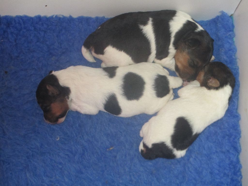 Platemare - Fox Terrier Poil Dur - Portée née le 05/01/2018