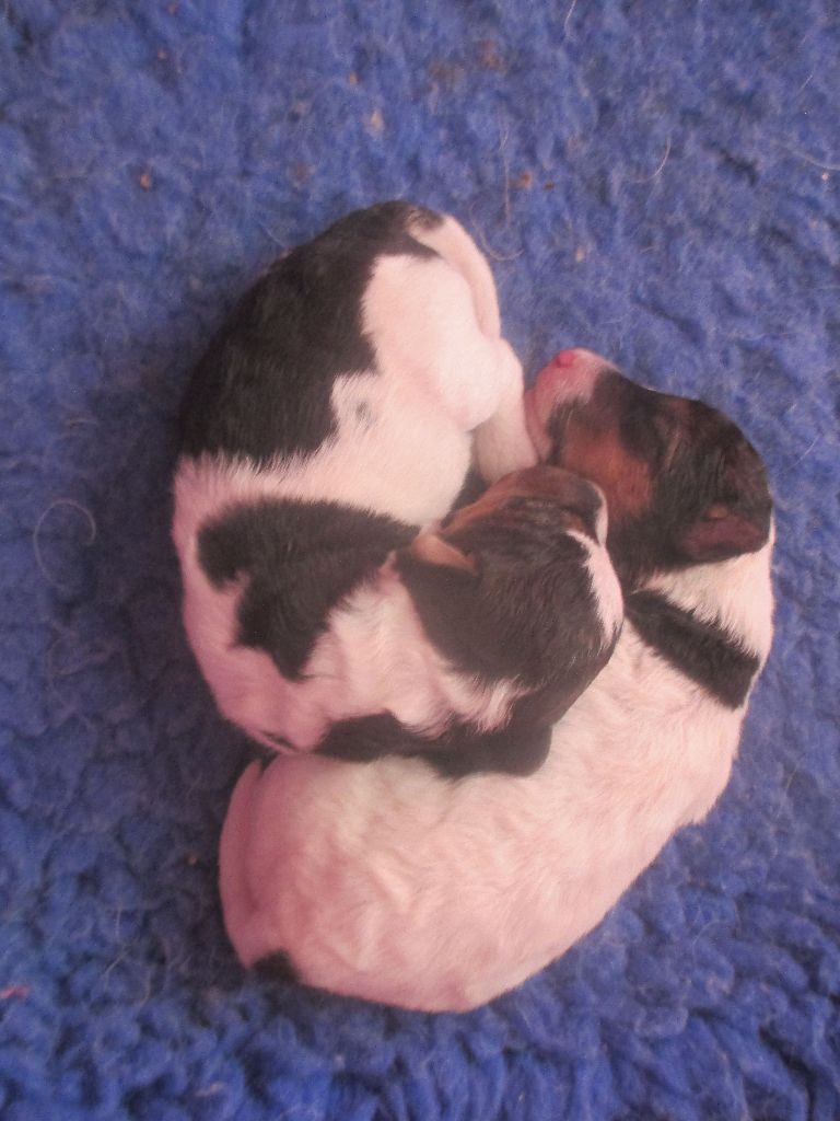 Platemare - Fox Terrier Poil Dur - Portée née le 15/12/2017