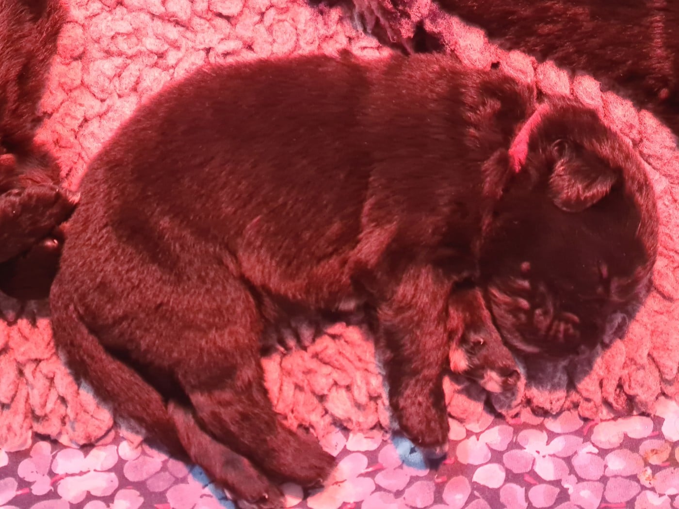 Collier marron - Terre-neuve