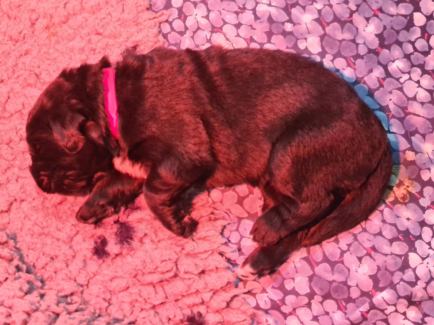 Collier rouge - Terre-neuve