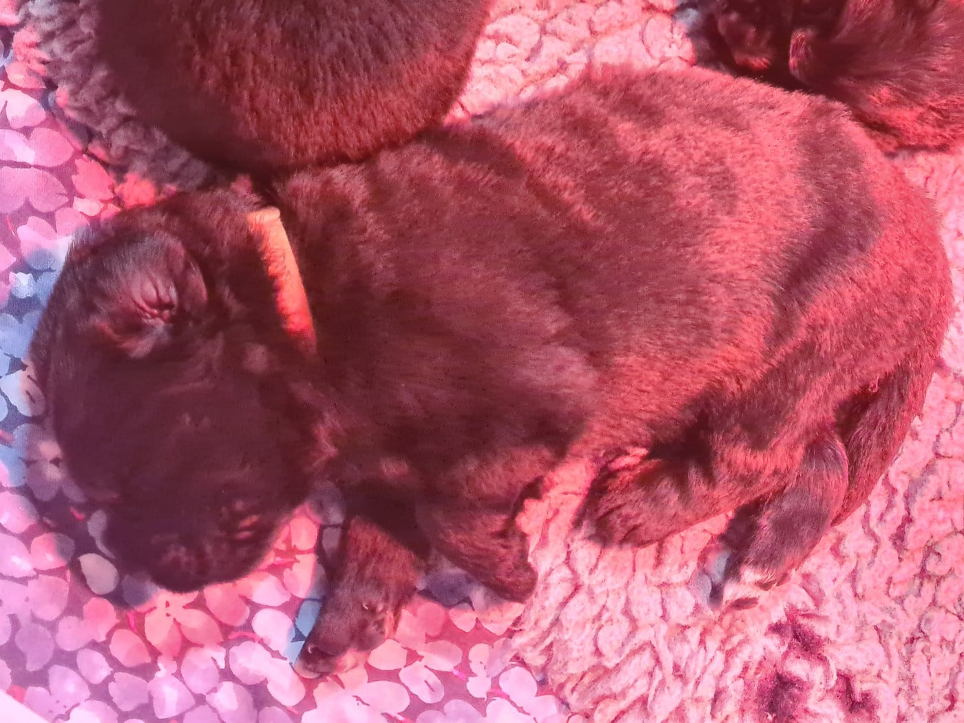 Collier orange - Terre-neuve