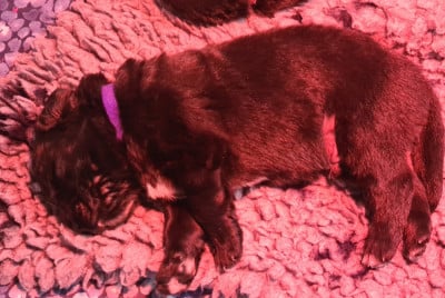 Les chiots de Terre-neuve