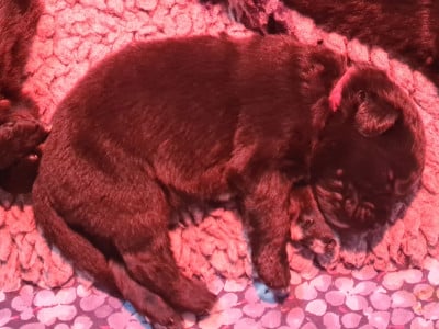 Les chiots de Terre-neuve