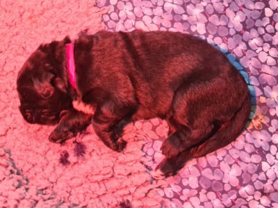 Les chiots de Terre-neuve