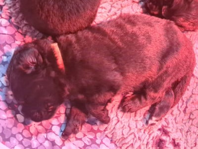 Les chiots de Terre-neuve