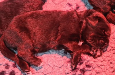 Les chiots de Terre-neuve