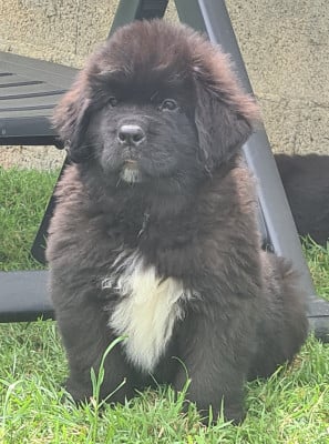 Les chiots de Terre-neuve