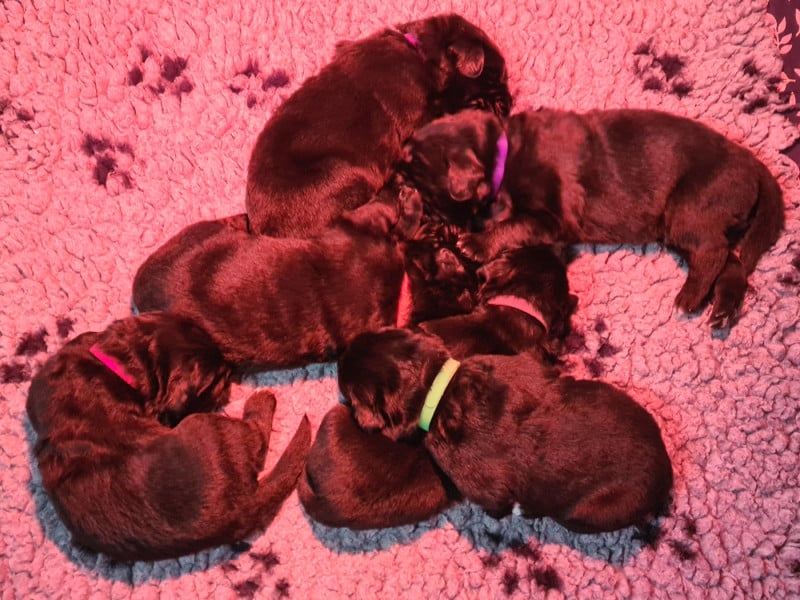 Terre-neuve - de la pommeraie du jet