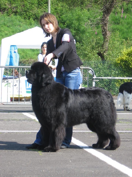 CH. Varog de la pommeraie du jet - 2ème exc