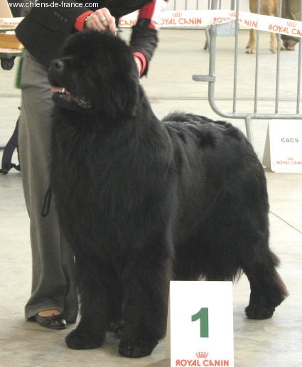 CH. Varog de la pommeraie du jet - 1er exc CACS RCACIB