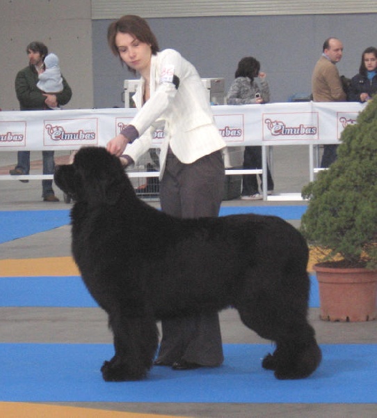 CH. Varog de la pommeraie du jet - 2ème exc RCACS RCACIB