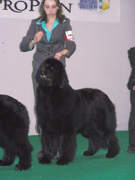 CH. Varog de la pommeraie du jet - excellent