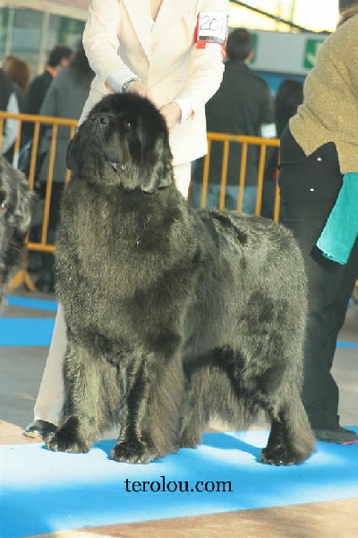 CH. Varog de la pommeraie du jet - 1exc RCAC RCACIB