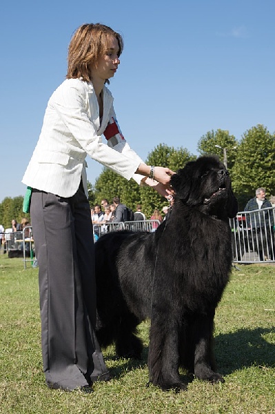 CH. Varog de la pommeraie du jet - excellent