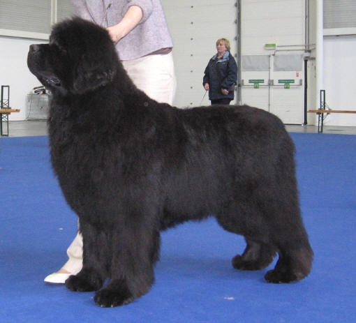 CH. Varog de la pommeraie du jet - 1er exc CAC CACIB BOS