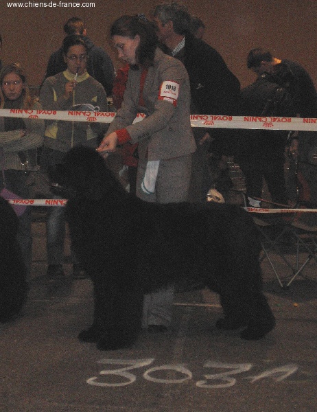 CH. Varog de la pommeraie du jet - 2ème excellent