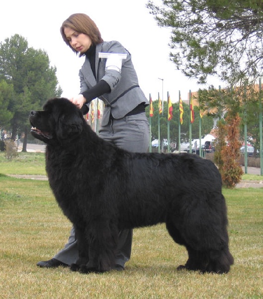 CH. Varog de la pommeraie du jet - 1er exc CACS