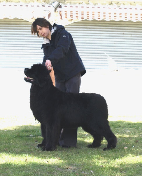 Thin lizzy de la pommeraie du jet - 1ère exc RCACS