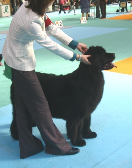 Thin lizzy de la pommeraie du jet - 1ère exc CACS CACIB