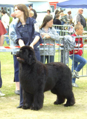 CH. Varog de la pommeraie du jet - 6ème exc