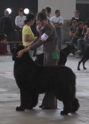 CH. Varog de la pommeraie du jet - 2ème exc RCACS RCACIB