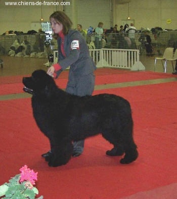 CH. Varog de la pommeraie du jet - 2ème exc RCACS