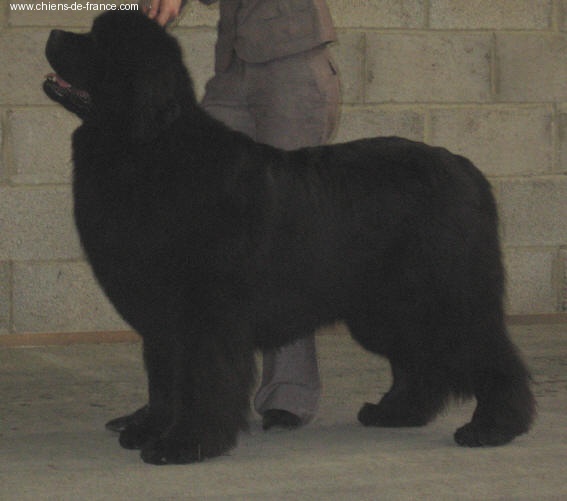 CH. Varog de la pommeraie du jet - 1er exc CACS CACIB BOS