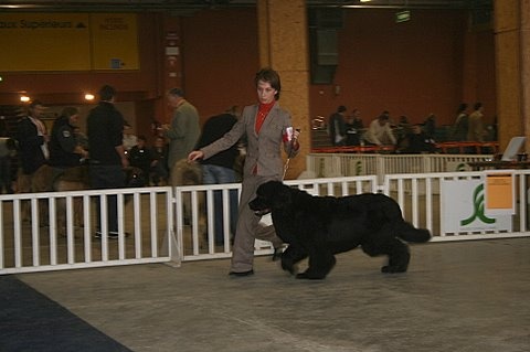 Thin lizzy de la pommeraie du jet - 2ème exc RCACS RCACIB