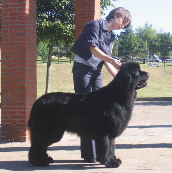 CH. Varog de la pommeraie du jet - 1er exc CAC RCACIB