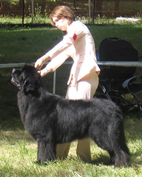 CH. Varog de la pommeraie du jet - 1er exc