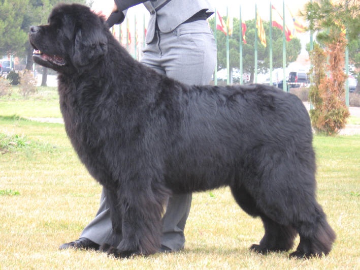 CH. Varog de la pommeraie du jet - 1er exc RCACS