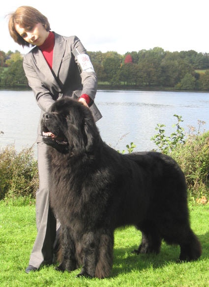 CH. Varog de la pommeraie du jet - 1er exc CACIB BOB