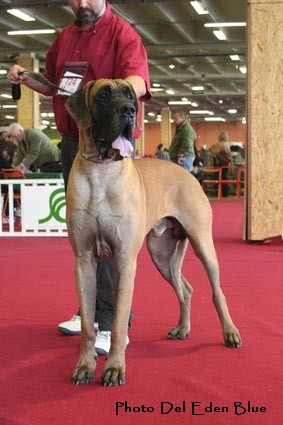 CH. Aaron le grand Des Terres De La Rairie - 2ème Excellent - RCACS - RCACIB