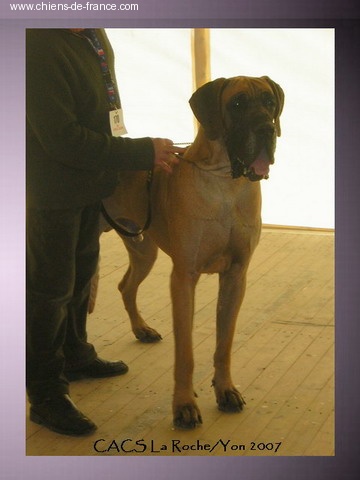 CH. Aaron le grand Des Terres De La Rairie - 1er Exc CACS - BOB - 2ème du Groupe 2