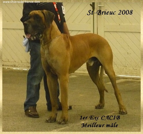 CH. Aaron le grand Des Terres De La Rairie - 1er Exc CACIB - Meilleur mâle