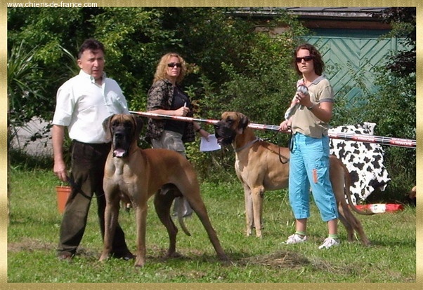 CH. Aaron le grand Des Terres De La Rairie - 1er Exc - CACS