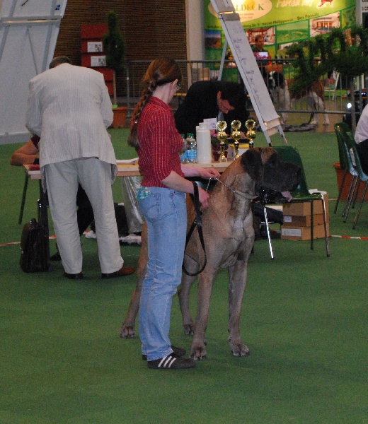 CH. Aaron le grand Des Terres De La Rairie - 1er Exc CAC - RCACIB