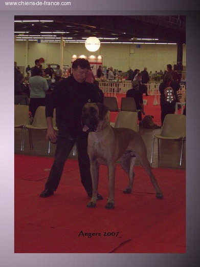 CH. Aaron le grand Des Terres De La Rairie - 1er Exc CACS - CACIB