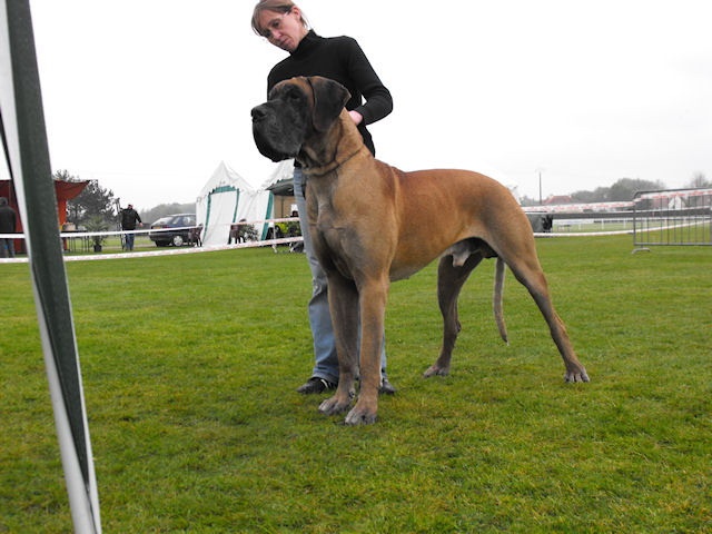 CH. Aaron le grand Des Terres De La Rairie - Exc + (expo sans classement)