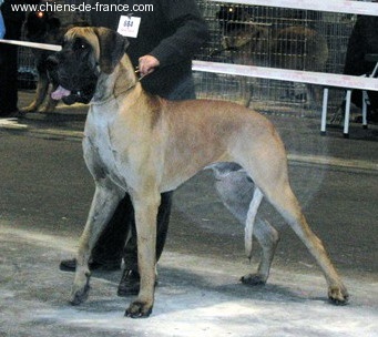 CH. Aaron le grand Des Terres De La Rairie - 1er Excellent - CACS - CACIB