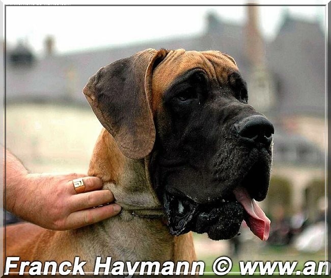 CH. Aaron le grand Des Terres De La Rairie - 3ème Excellent - Ring d'Honneur