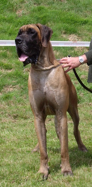CH. Aaron le grand Des Terres De La Rairie - 1er Exc CACS - Meilleur de Race - 2ème du Groupe II