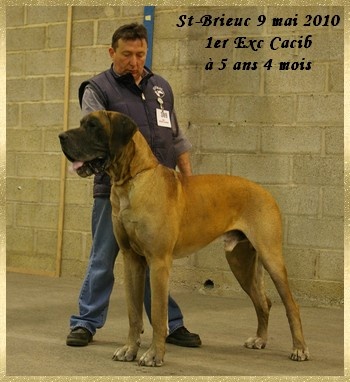 CH. Aaron le grand Des Terres De La Rairie - 1er Exc CACIB