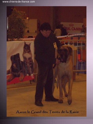 CH. Aaron le grand Des Terres De La Rairie - 1er Exc +