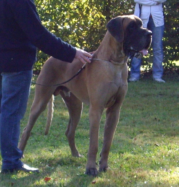 CH. Aaron le grand Des Terres De La Rairie - 4ème Exc +