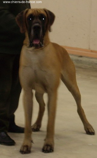 CH. Aaron le grand Des Terres De La Rairie - 1er Excellent - CACS - RCACIB