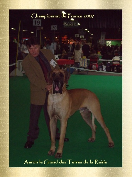 CH. Aaron le grand Des Terres De La Rairie - 1er Exc - CACS